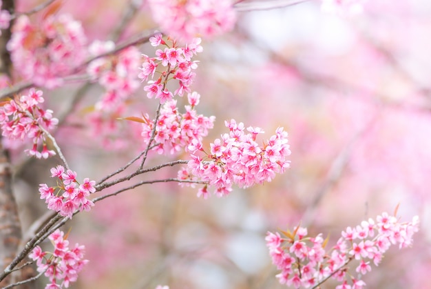 Cherry Blossom en primavera con enfoque suave