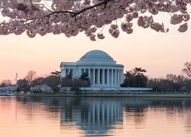 Cherry Blossom und Jefferson Memorial bei Sonnenaufgang