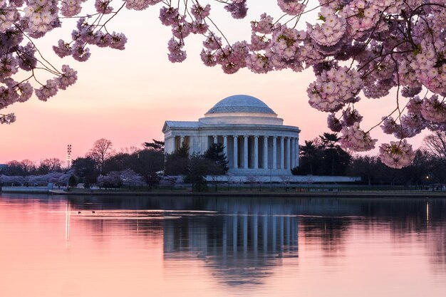 Cherry Blossom und Jefferson Memorial bei Sonnenaufgang