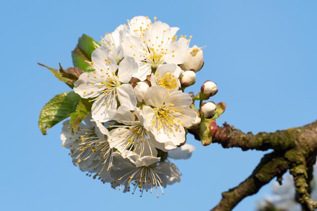 Cherry Blossoms auf einem blauen Himmel Spring floral background Cherry Blumen blühen im Frühling