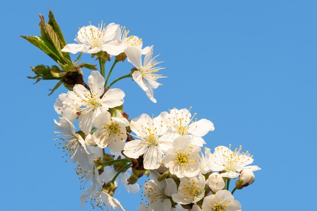 Cherry Blossoms auf einem blauen Himmel Spring floral background Cherry Blumen blühen im Frühling