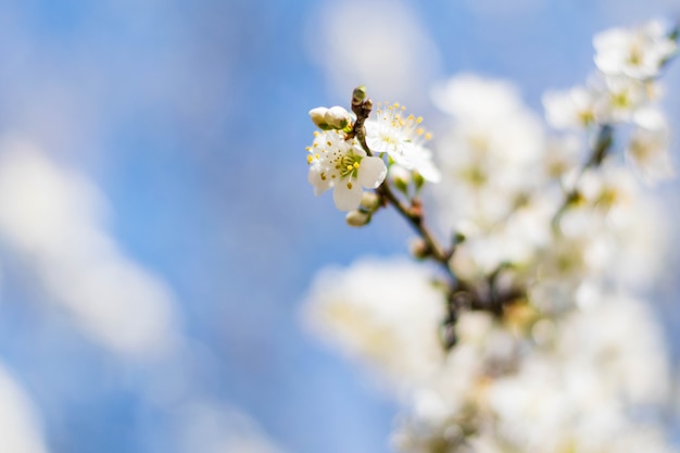 Cherry Blossoms en Bután