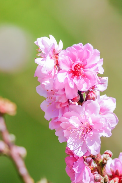 Cherry Blosssom rosa com céu azul