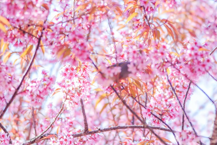 Foto cherry blosssom rosa e folhas amarelas com céu azul