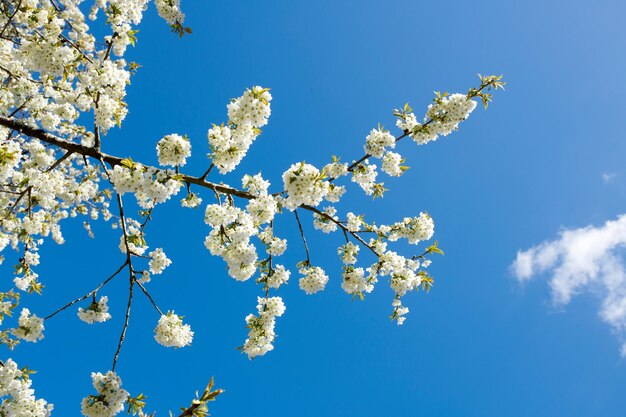 Cherry Blumen auf einem Ast in einem ruhigen Garten vor einem Himmel Hintergrund an einem sonnigen Tag Weiße Blumen blühen in friedlicher Natur nachhaltige Ökologie auf dem Land Serene Blumen in der Natur