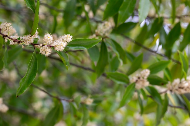 Cherry Laurel o Common Laurel Prunus laurocerasus Laurocerasus officinalis flores y hojas arbusto ornamental