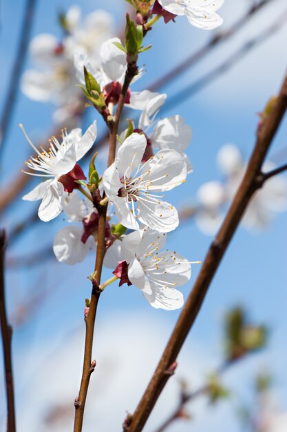 Cherry Tree florescendo com flores brancas.