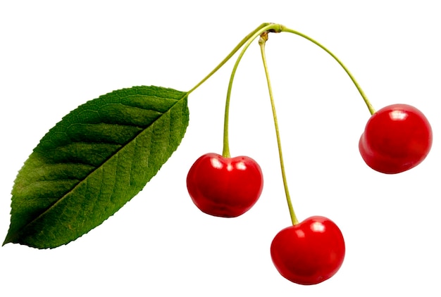 Cherry