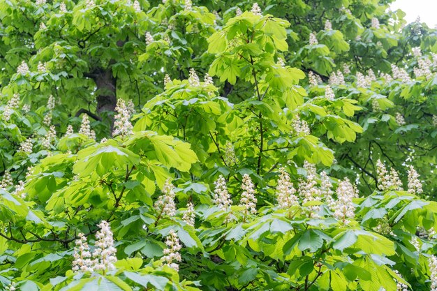 Chestnut flowers horse chestnut tree flower background flores de primavera no parque da cidade