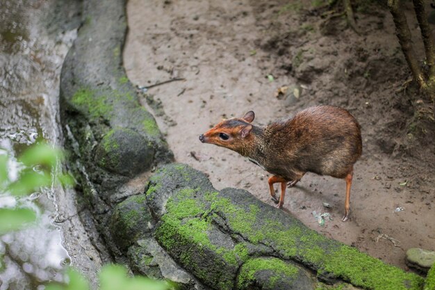 Chevrotain Tragulus ou Lesser ou Little um mousedeer ou Kancil no zoológico