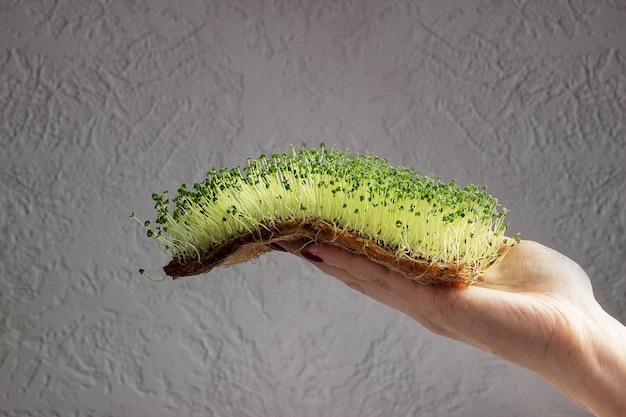 Chia microgreens en primer plano de la mano Cultivo de vegetación en casa Alimentos naturales