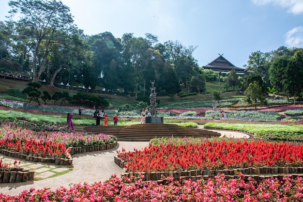 Chiang Rai Tailandia 23 de diciembre de 2023 Flores coloridas en el jardín de Mae Fah Luang Chiang Rai, Tailandia Jardín de flores frías de invierno