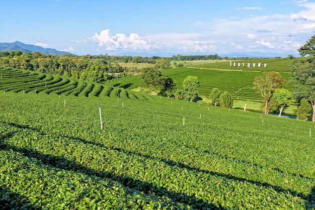 CHIANG RAI, TAILANDIA-OCT. 26 de 2016: Hermoso paisaje natural de cielo y té verde en la colina en la famosa atracción turística de la plantación de té de Choui Fong en la montaña Doi Mae Salong, OCT. 26 2016 en Tailandia