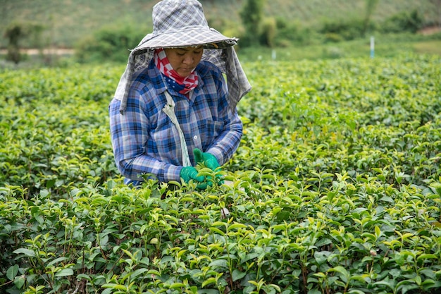 Chiang rai thailand 21 de dezembro de 2023 trabalhador colhendo folhas de chá na plantação de chá choui fong na província de chiangrai, no norte da tailândia