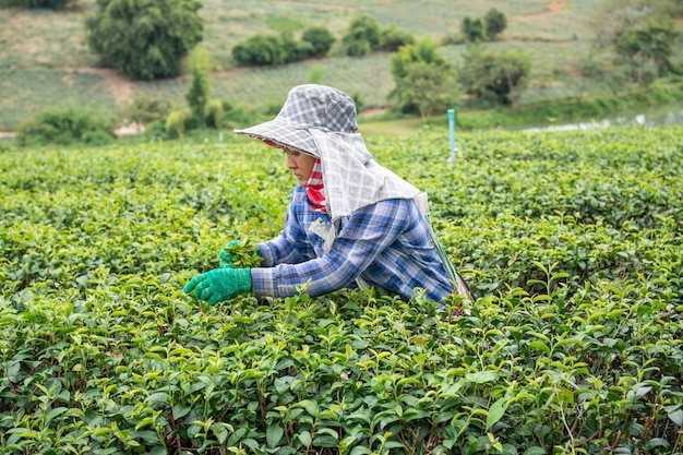 CHIANG RAI THAILAND 21 de dezembro de 2023 Trabalhador colhendo folhas de chá na plantação de chá Choui Fong na província de Chiangrai, no norte da Tailândia