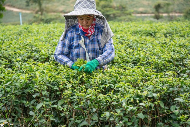 CHIANG RAI THAILAND 21 de dezembro de 2023 Trabalhador colhendo folhas de chá na plantação de chá Choui Fong na província de Chiangrai, no norte da Tailândia