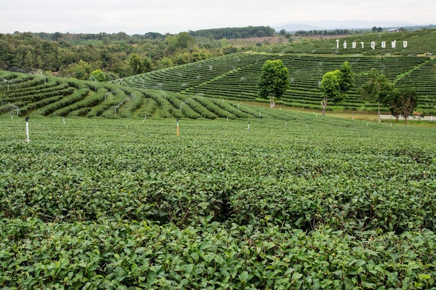 Chiang rai thailand 22 de dezembro de 2023 o grande sinal da plantação de chá choui fong é um marco famoso em chiang rai