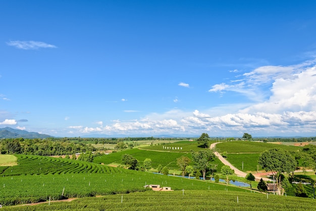 CHIANG RAI, THAILAND-OKT. 26 2016: Schöne Naturlandschaft des Himmels und des grünen Tees auf dem Hügel an der berühmten Touristenattraktion der Choui Fong Tea Plantation im Berg Doi Mae Salong, OKT. 26 2016 in Thailand