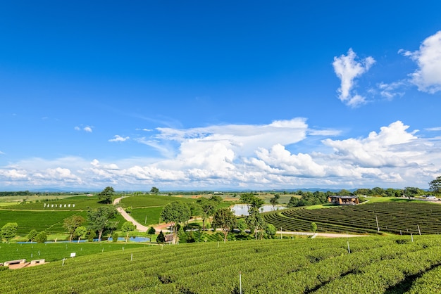 CHIANG RAI, THAILAND-OKT. 26 2016: Schöne Naturlandschaft des Himmels und des grünen Tees auf dem Hügel an der berühmten Touristenattraktion der Choui Fong Tea Plantation im Berg Doi Mae Salong, OKT. 26 2016 in Thailand