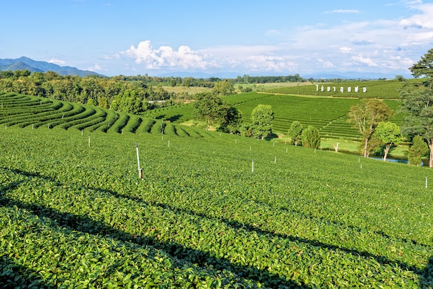 CHIANG RAI, THAILAND-OKT. 26 2016: Schöne Naturlandschaft des Himmels und des grünen Tees auf dem Hügel an der berühmten Touristenattraktion der Choui Fong Tea Plantation im Berg Doi Mae Salong, OKT. 26 2016 in Thailand