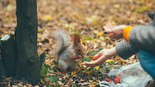 Chica alimentando ardilla en el parque de otoño