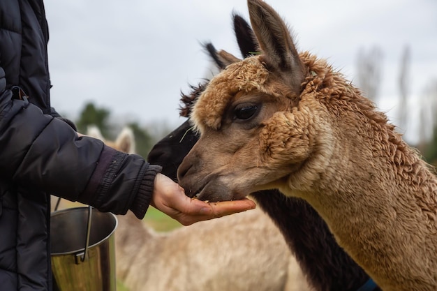 Chica alimentando comida de la mano a una alpaca en una granja