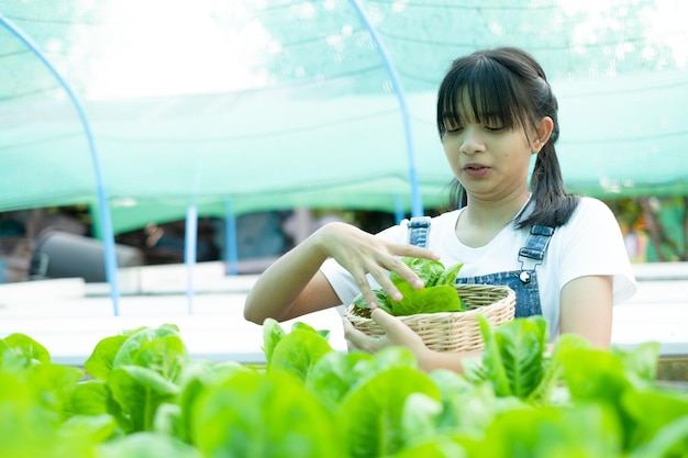 Chica asiática recogiendo verduras en un huerto hidropónico en su casa.