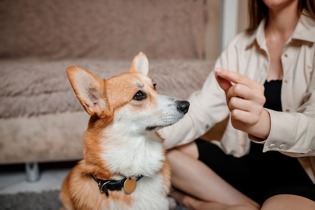 Chica atractiva abraza y juega con el perro corgi en casa Welsh Corgi Pembroke con su dueña en el suelo en la sala de estar