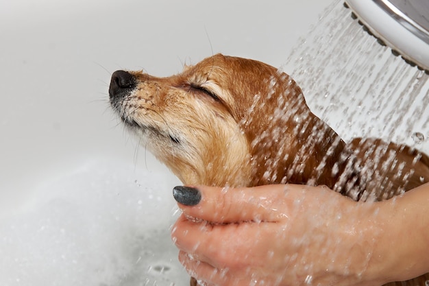 La chica del baño lava al perro en la ducha.