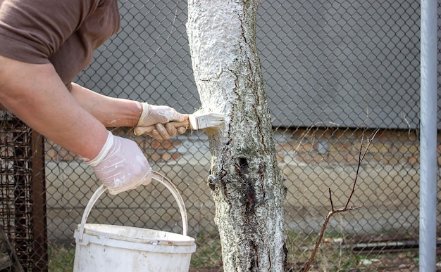 Chica blanqueando un tronco de árbol en un jardín de primavera Encalado de árboles de primavera protección contra insectos y plagas enfoque selectivo