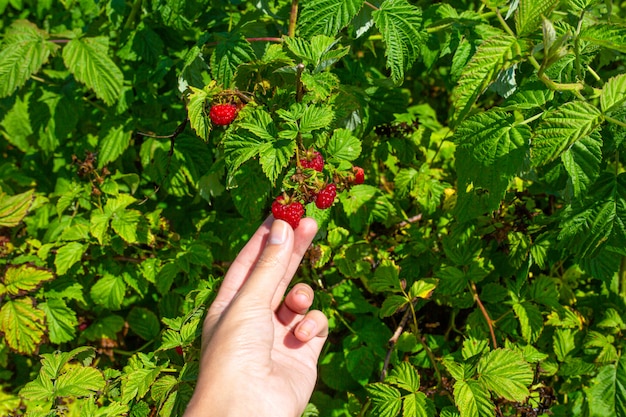 Chica en un brillante día soleado de verano recoge frambuesas rojas maduras de un arbusto verde