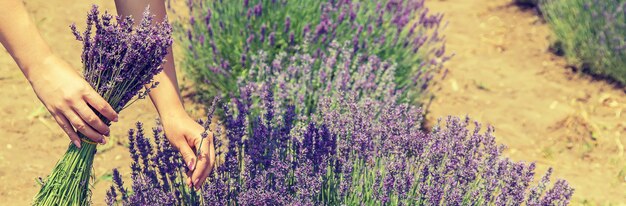 Chica en un campo de flores de lavanda.