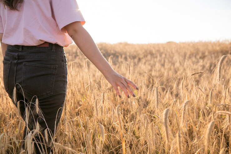 Chica en campo de trigo, mano de chica y espiguillas de trigo, puesta de sol en el campo