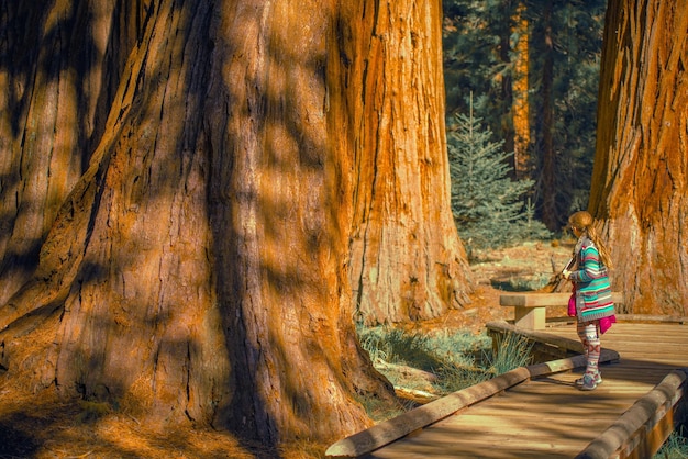 Chica caucásica explorando el bosque del Parque Nacional Sequoia