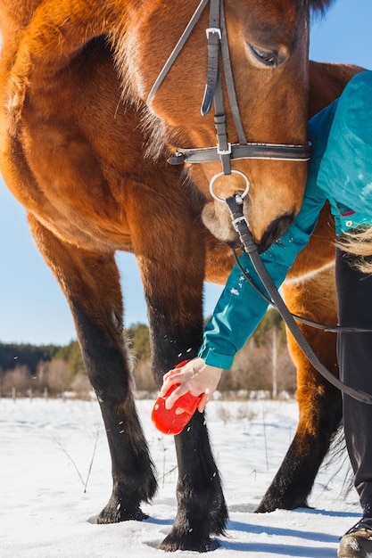 Chica cepilla la pata del caballo del pelo y el polvo