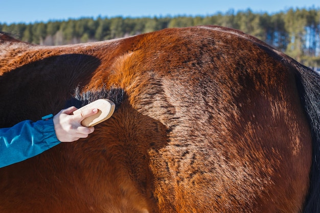 Chica cepillando un caballo con polvo y rastrojos en un día soleado