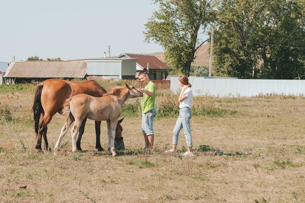 Una chica y un chico están acariciando a un potro en el prado Cuidado de caballos de granja