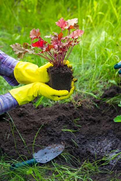 Chica se dedica a plantar flores en el jardín.