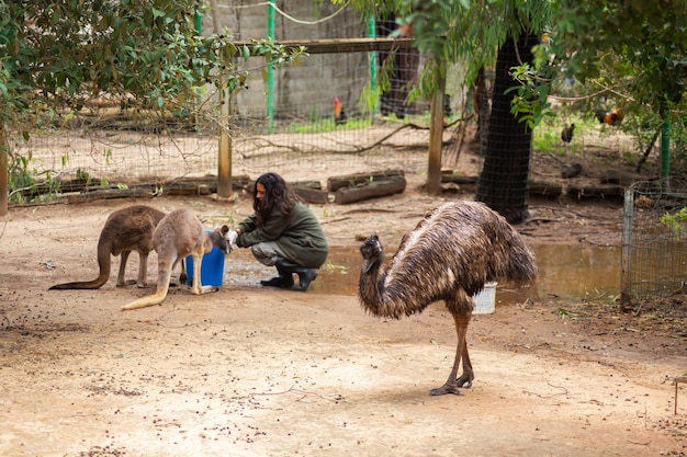 Una chica empleada del zoológico alimenta a un canguro en el zoológico de Tel Aviv, Israel, 02142015