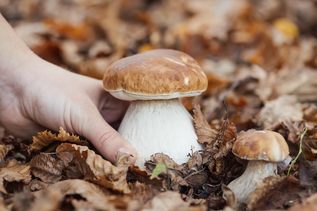 Chica encontró un hongo boletus cep grande y grueso tomándolo de las hojas