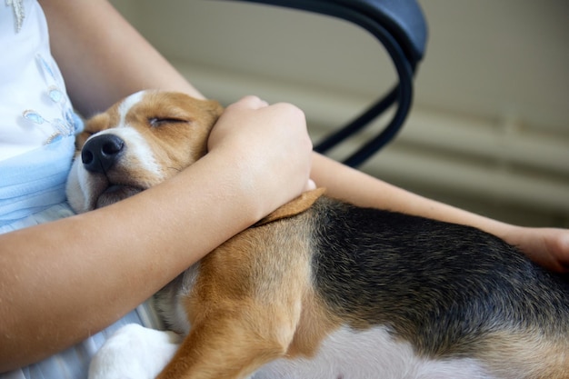 La chica está sentada en una silla en el hospital y sosteniendo un cachorro beagle en sus brazos.