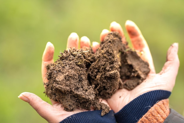 Chica estudiando una muestra de suelo y planta en un científico de campo en un potrero en busca de hongos