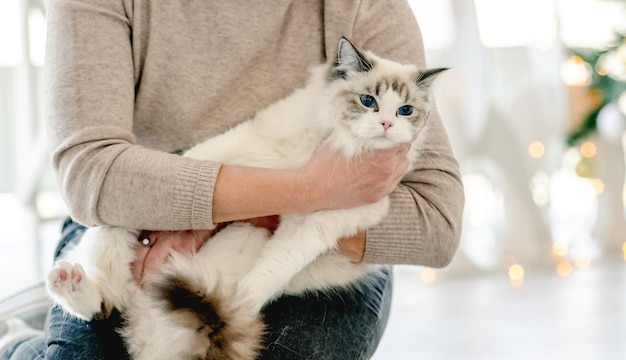 Chica con gato ragdoll en Navidad