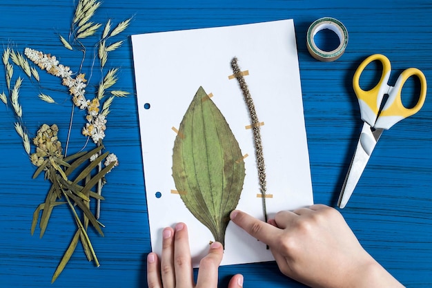 Chica hace herbario de hierbas Plantago major