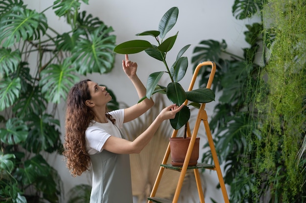 Chica jardinera independiente cuida las plantas de interior en el jardín de la casa cuidando floristería limpiando hojas de ficus