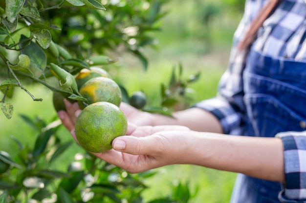 Chica joven agricultor con naranjos en las manos