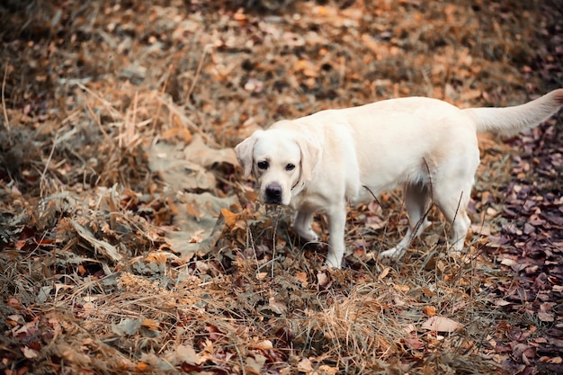 Chica joven en un paseo en el otoño