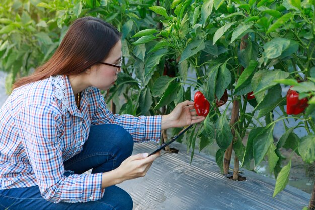 Chica joven que comprueba las plantas del pimiento de la calidad por la tableta