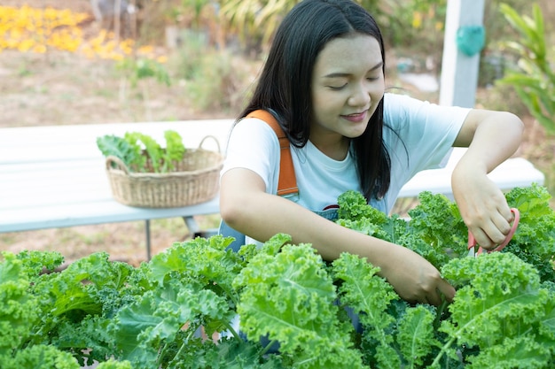 Chica joven con tijeras corta col rizada fresca verde, vegetales hidropónicos orgánicos, negocio en casa.