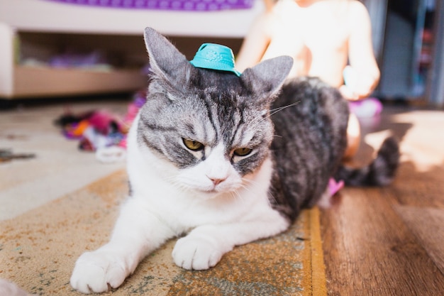 Chica jugando con gato, mascota y su pequeña amante.